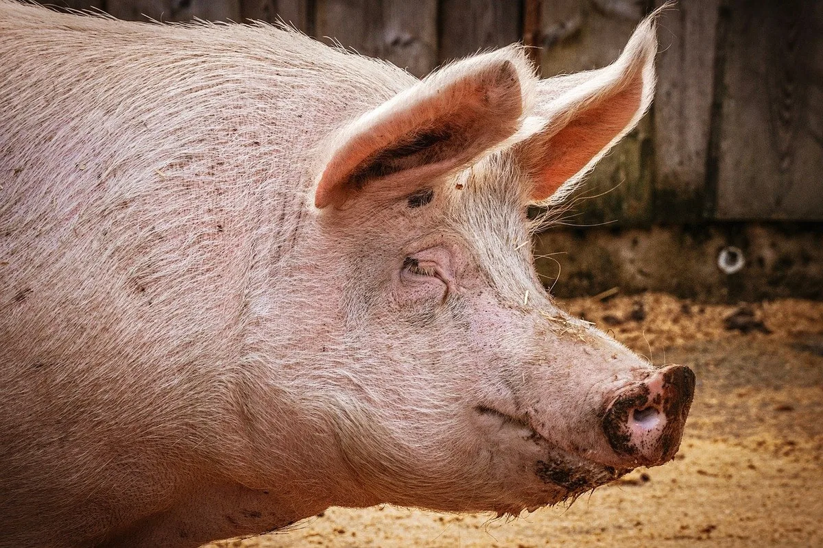 8279899a285260db1dac71899b4d4748a6d1f5b7 Die Afrikanische Schweinepest endet bei Schweinen in den meisten Fällen tödlich. (Bild suju-foto / Pixabay)