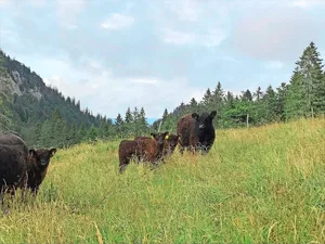 Die Galloway-Mutterkuhherde verbringt jeweils den Sommer auf der betriebseigenen Alp im Waadtland.
