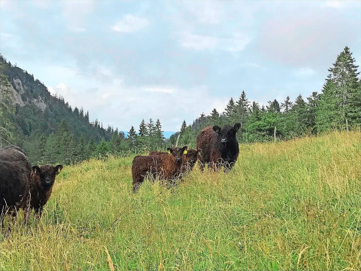 Die Galloway-Mutterkuhherde verbringt jeweils den Sommer auf der betriebseigenen Alp im Waadtland.