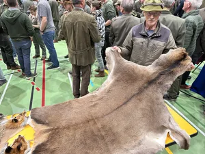 Der Berner Jäger Alfred Stoller aus dem Kandertal präsentiert am Zentralschweizer Fäälimärt das Fell eines Rothirschs.