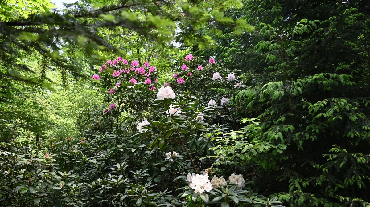 Wenn es im Wald in bunter Vielfalt blüht