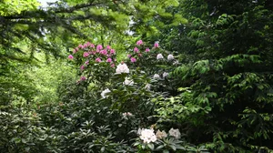 Die Rhododendron-Anlage ist für Besucher(innen) öffentlich zugänglich. Die Blütezeit neigt sich dieses Jahr jedoch bereits dem Ende zu
