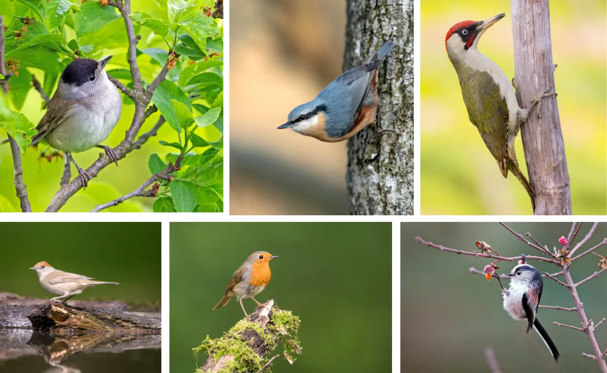 Fünf geflügelte Charakterköpfe – Wer soll Vogel des Jahres werden?