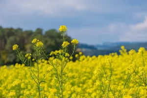 Indoxacarb war als Insektizid für verschiedene Kulturen zugelassen, unter anderem zur Bekämpfung des Rapsglanzkäfers. Der Wirkstoff darf noch bis am 1. April 2023 verwendet werden.