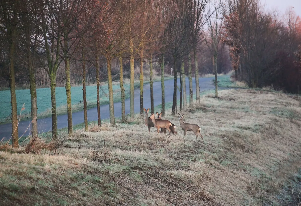 Wild Besonders nach der Zeitumstellung gilt: Vorsicht beim Pendeln. Wildtiere sind in der Dämmerung auf Futtersuche.