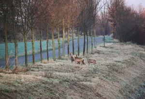 Besonders nach der Zeitumstellung gilt: Vorsicht beim Pendeln. Wildtiere sind in der Dämmerung auf Futtersuche.