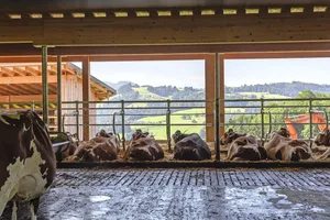 Nur gesunde Tiere können ihr Leistungspotenzial voll ausschöpfen. Die Liegezeit hat einen hohen Einfluss auf die Tiergesundheit.