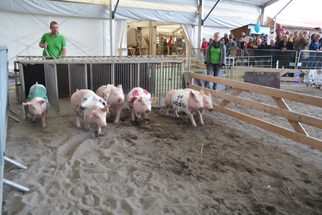 Fulminanter Start ins Söilirennen an der Luga. Wie Rennsöili trainiert werden, weiss Landwirt Remo Emmengger aus Schüpfheim (im Hintergrund). (Bild js)