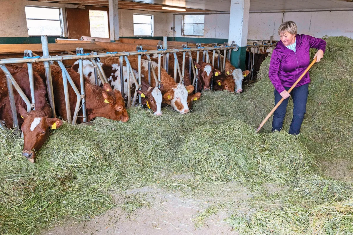 Der Stall mit den Aufzuchtrindern ist vor allem das Reich von Sibylle Bader. Im Stall ist Platz für 64 Rinder in 5 Gruppen.