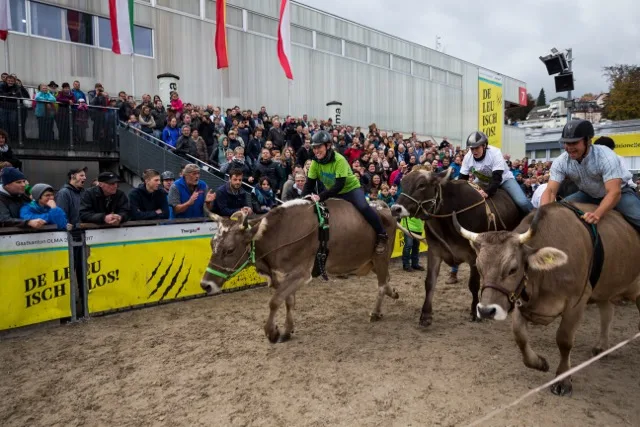 d574e7b139e9ab962ac87d834eb71c5d89cff7bb Die rasenden Kühe sind jedes Jahr ein Publikumsmagnet an der Olma, der Messe für Landwirtschaft und Ernährung in St. Gallen. (Bild Michel Huwiler)