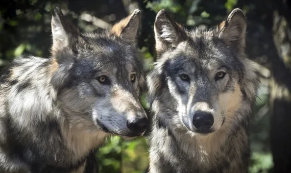 31dceb3e3cd8ebd366fbb8e6c4b836195fe7ea5c In Österreich existiert laut den Behörden nur in Allentsteig (Niederösterreich) ein Wolfsrudel. (Symbolbild Pixabay)