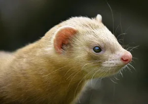 In Spanien ist die Vogelgrippe in einer Nerzfarm aufgetreten. Die Tiere haben sich untereinander angesteckt.