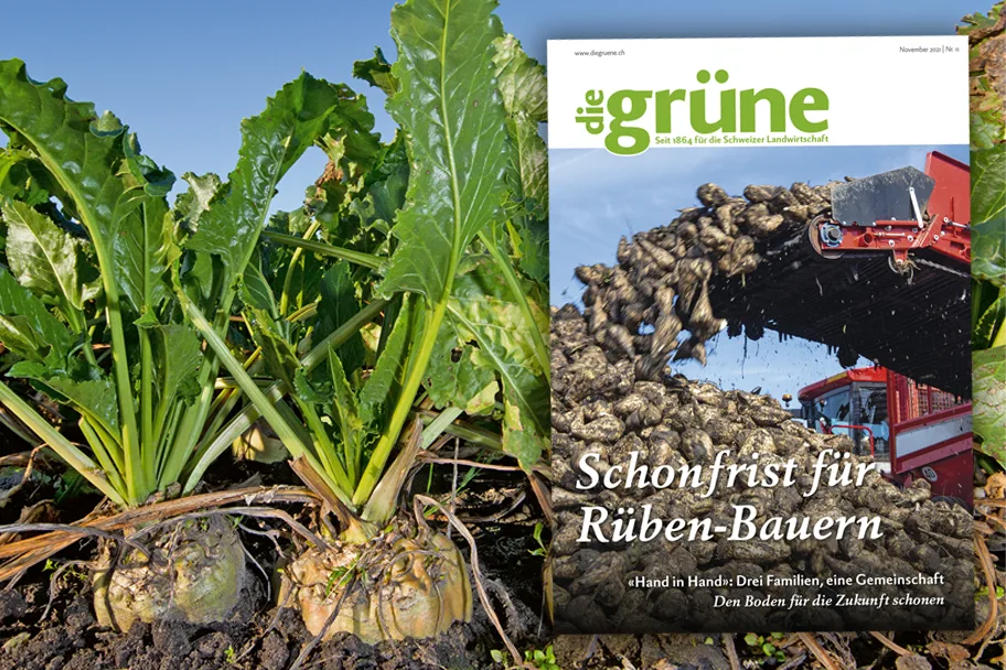 dg_21-11_3zu2_titelbild «die grüne» im November 2021: Schonfrist für Rüben-Bauern