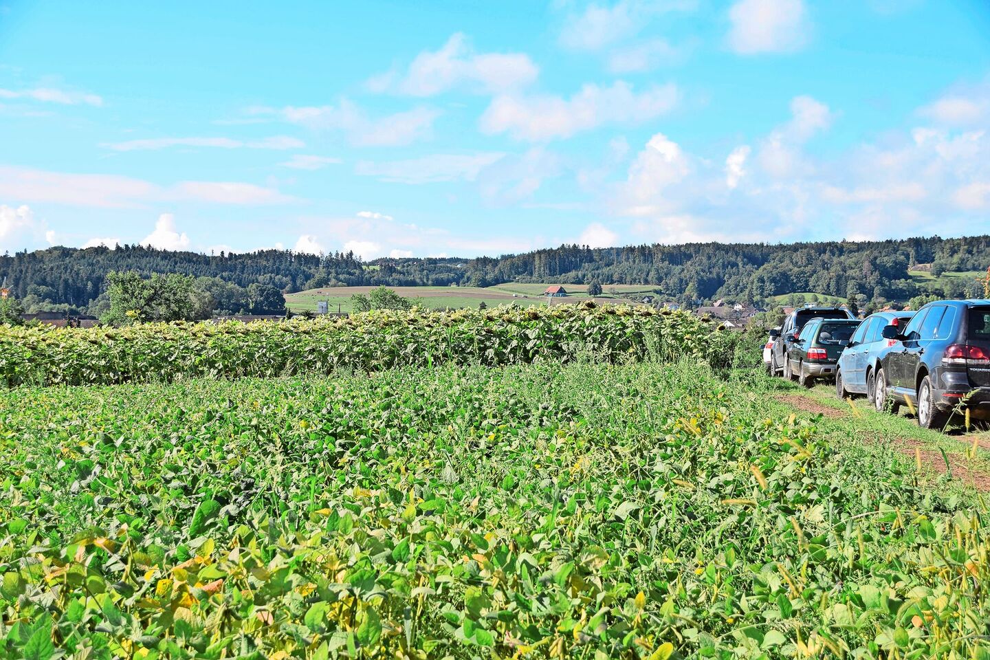 Vorne Soja, hinten Sonnenblumen. Jetzt ist der Moment, die Anbauflächen von jeglichen Ölsaaten auf der Plattform Agrosolution zu melden.