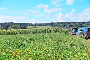 Vorne Soja, hinten Sonnenblumen. Jetzt ist der Moment, die Anbauflächen von jeglichen Ölsaaten auf der Plattform Agrosolution zu melden.