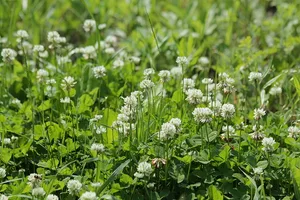 Mit mehr Biodiversität lässt sich nicht nur über Beiträge mehr Geld verdienen. (Symbolbild Pixabay)
