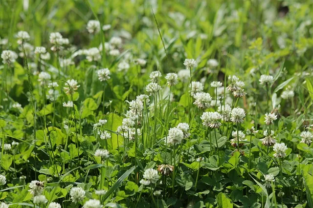 Mit mehr Biodiversität lässt sich nicht nur über Beiträge mehr Geld verdienen. (Symbolbild Pixabay)