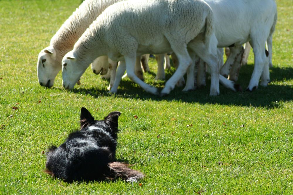 Ein Border Collie lässt auch liegend die betreute Herde nicht aus dem Auge. (Bild: Fotalia)