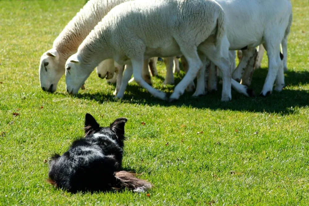 6f9697656e30ff6dc378c7508faf654025328b98 Ein Border Collie lässt auch liegend die betreute Herde nicht aus dem Auge. (Bild: Fotalia)