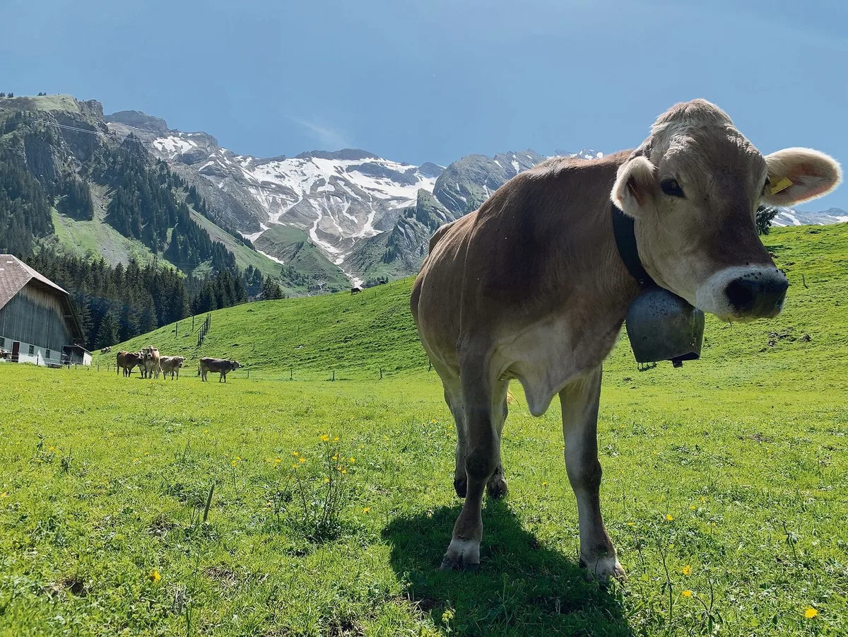 Die ersten Alpweiden sind bereits abgegrast. Die Alpung startete früh, der Wuchs ist gut, auch auf der Alp Witmoos in Sörenberg auf rund 1250 Metern über Meer.