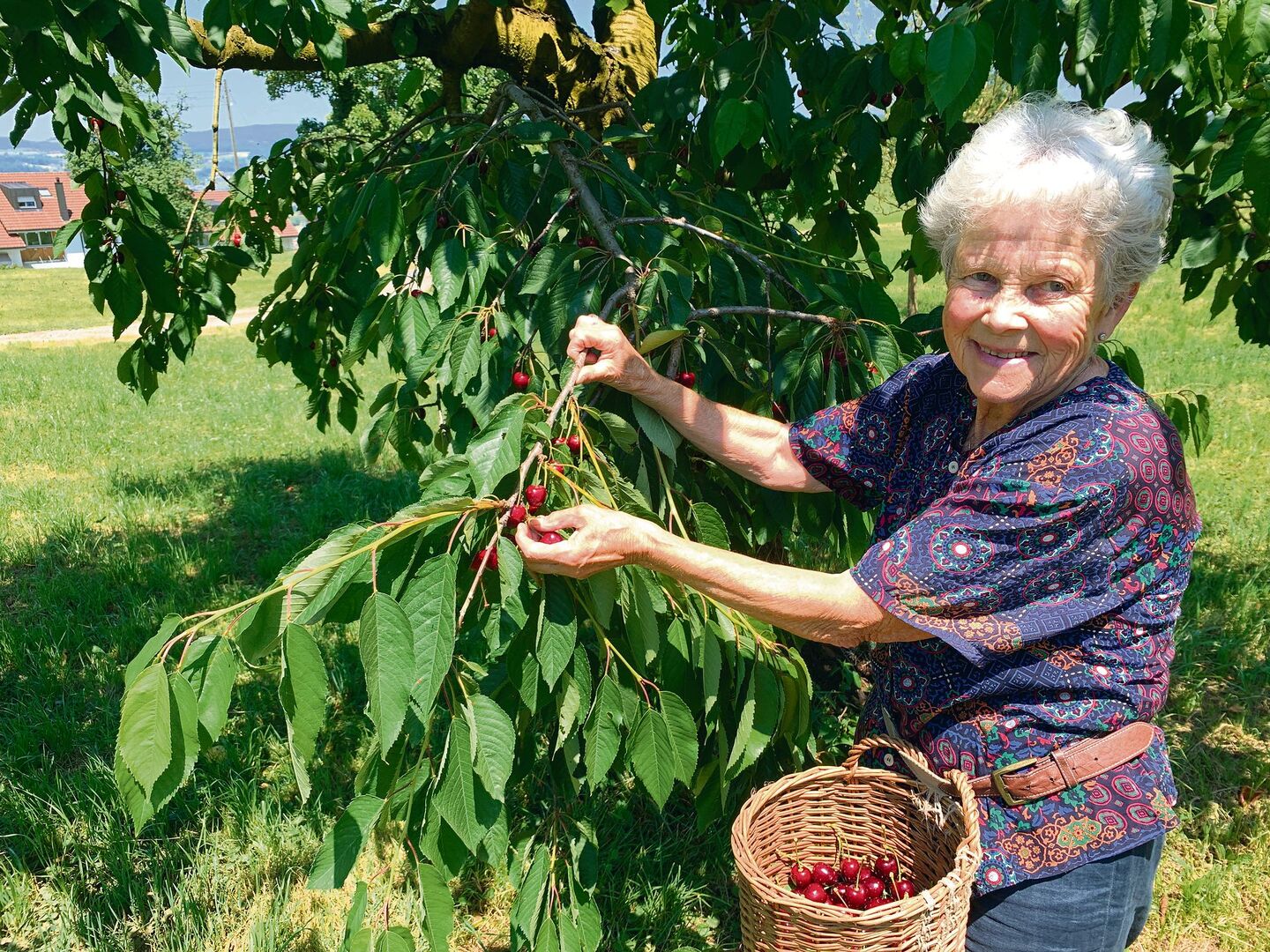 Ruth Furrer beim Pflücken von Kordia-Kirschen an einem Hochstammbaum am Siedlungsrand von Zug.