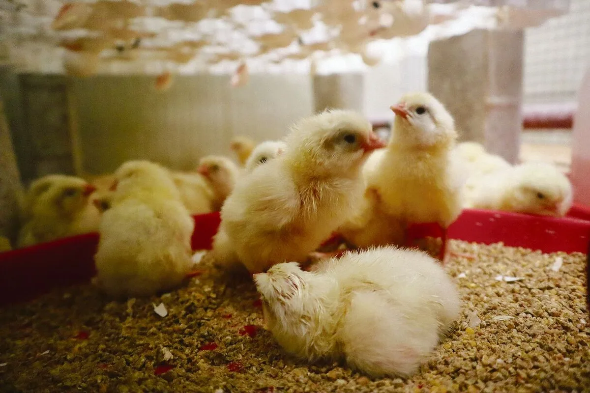 9e4d7f3c295f0abc98fd51bf322a14134105c0e534da1960bbd19fbf5cb45524 Dank «On farm hatching» vom Ei direkt in den Stall