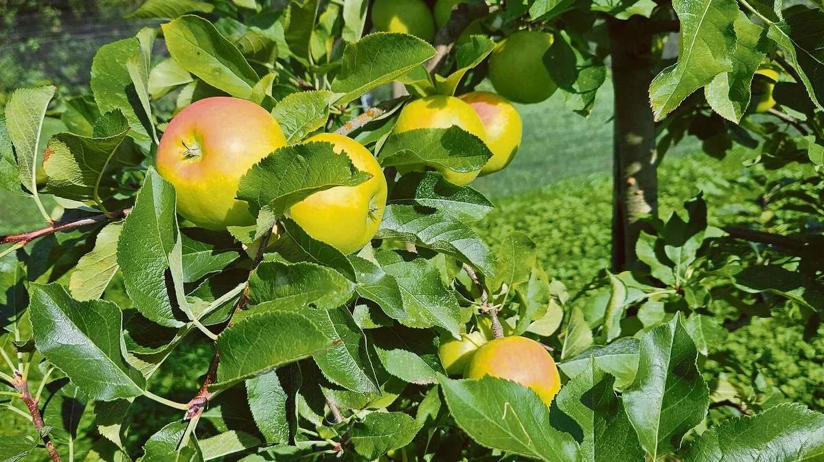 e8fb400535c7da25d9a01ce3a8b7f6764873eb804cd9703d7ac1954a866cd27c Sorten wie Topaz präsentieren sich noch mit wenig Deckfarbe, kühle Nächte sind jetzt gefragt.