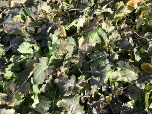 Raps kommt mit wenig Blattverlusten aus dem Winter. Im Bild eine blau-violette Verfärbung der Blätter aufgrund der Kälte. Dies wird sich wieder auswachsen.