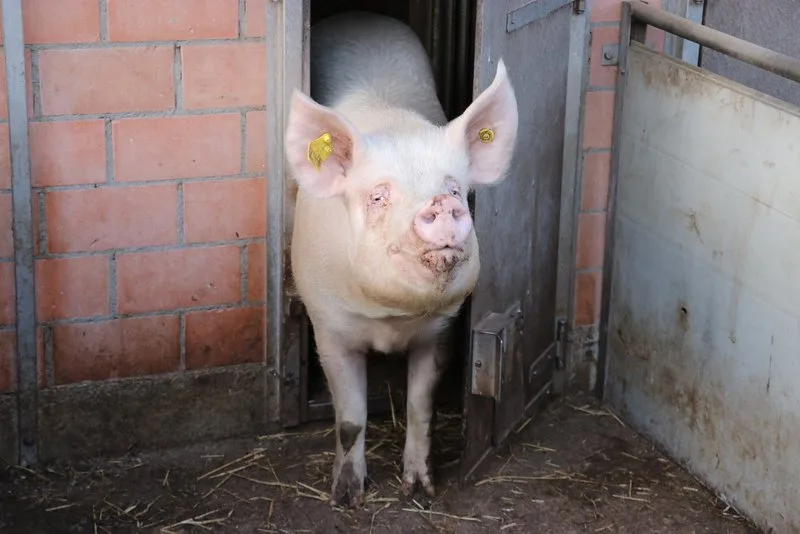 Mutterschwein-800px Die Schweizer Hagel Versicherung übernimmt definitiv das Epidemienportfolio der Axa