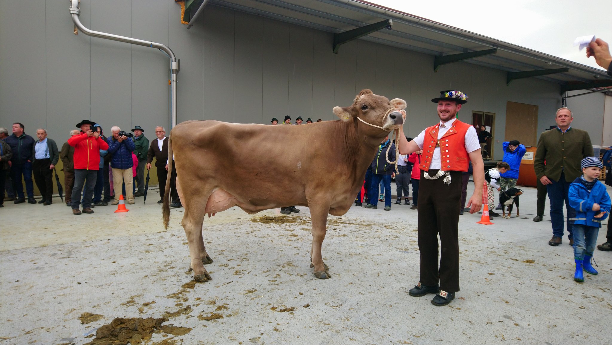 Über 600 Kühe an der Grossviehschau Appenzell
