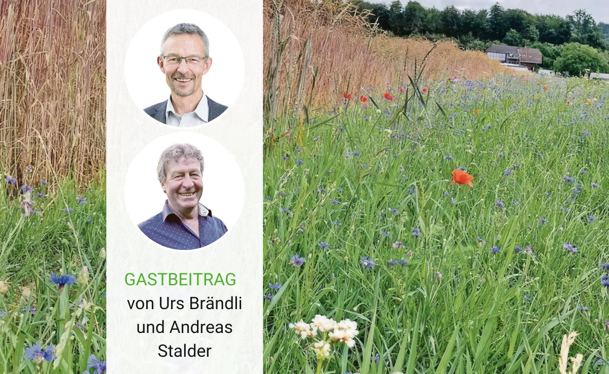 Artikel_Gastbeitrag_BauZ_BraendliStalder2 Jetzt ist es zu spät, die 3,5 % Acker-BFF zu verschieben