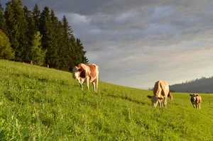 Zusätzlicher Weidegang ist eine der Möglichkeiten, um auf dem Grünen Teppich fehlendes BTS oder RAUS zu kompensieren.