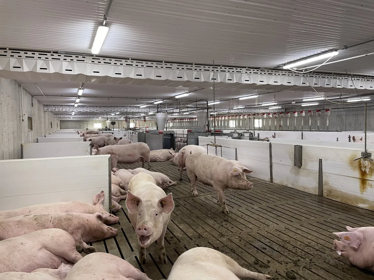 Innenansicht-des-Schweinestalls Die Terpstras stellen sich mit ihrer Schweineproduktion der veränderten Konsumnachfrage
