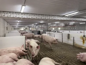 2015 haben Tara und Dennis Terpstra einen neuen Schweinestall gebaut – nach den aktuellen kanadischen Tierschutzvorschriften.
