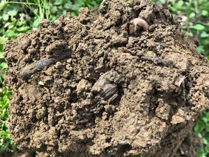 Bodenprobe, die in den obersten 10 cm Tiefe auf einer mit fragmentiertem Zweigholz (FZH) angereicherten Parzelle entnommen wurde.