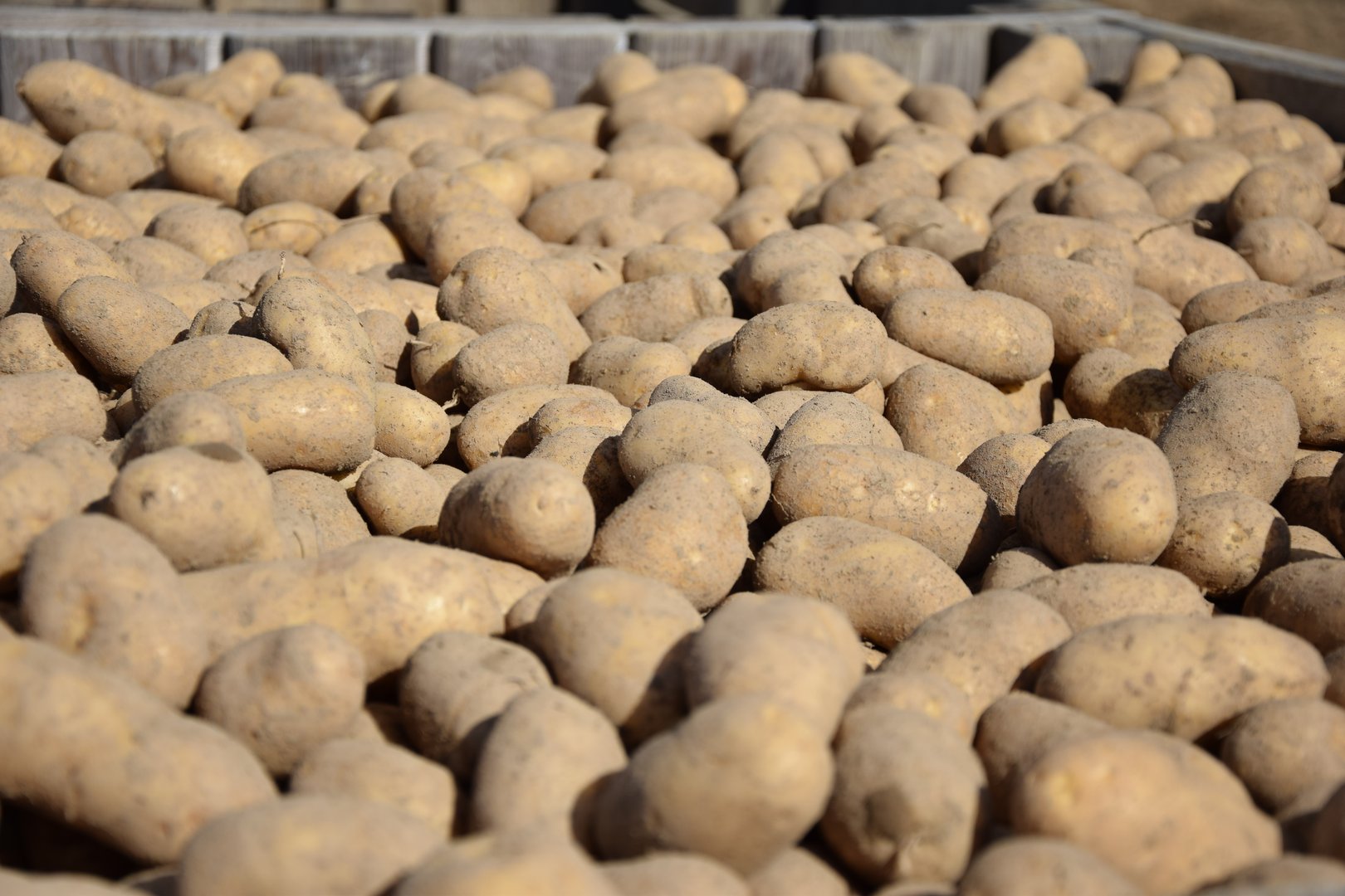 Kartoffelschwemme in der Schweiz: Hohe Erträge und Umgang mit überschüssigen Ernteprodukten