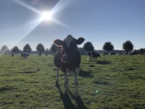 Erste Auswertungen basierend auf Angaben der Kantone haben ergeben, dass die Teilnahme an den neuen PSB wesentlich höher sein könnte als bisher angenommen. Das ist unter anderem für den Weidebeitrag der Fall und macht eine Umlagerung der finanziellen Mittel notwendig.