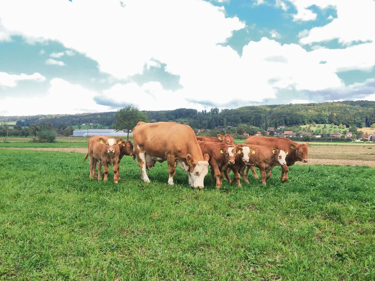 bacd1cc3bbda976bc90a5bce58d22ada8cfd145a Konstantes Graswachstum biete ideale Voraussetzungen für eine kostengünstige Weidefütterung von Weidebeef. (Bild Reto Spörri)