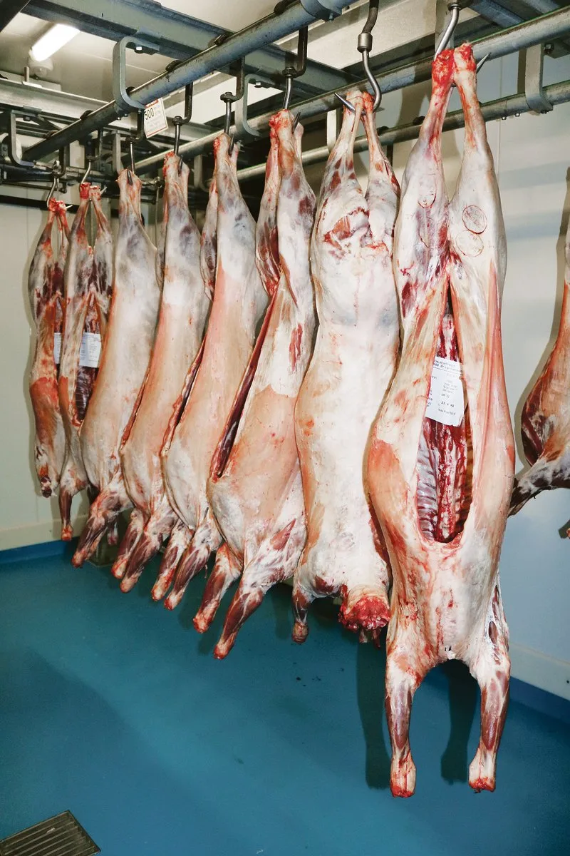 83af95ba7fe977bdeb275f499fafdcd9ae05f8df Wieder mehr Fleisch am Haken, das ist das Ziel der Walliser Schwarznasenzüchter. Ausserdem sollen die Produkte gewinnbringend und nachhaltig vermarktet werden.(Bilder Peter Bringold)