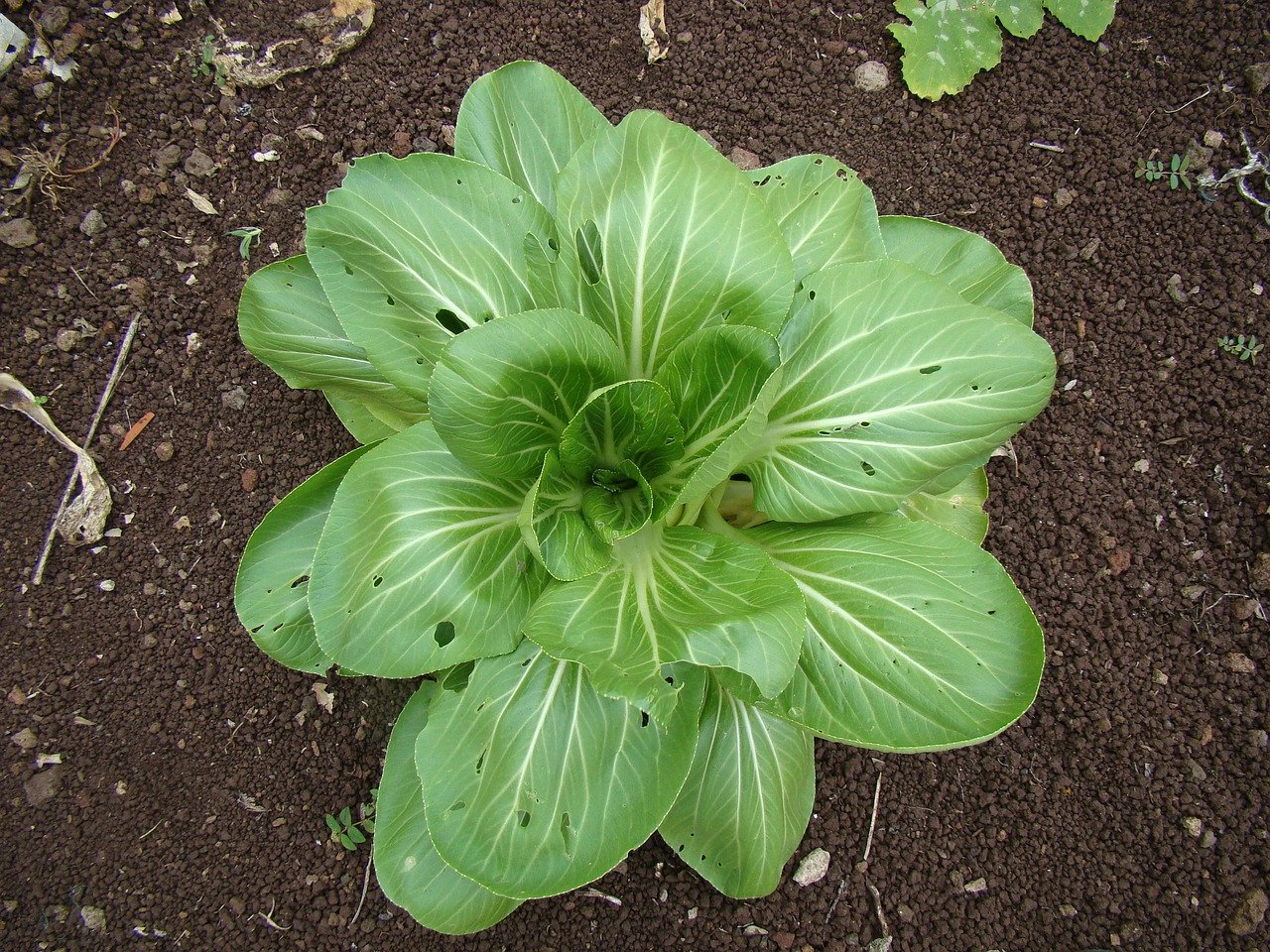 Einen von Schädlingen löchrig gefressenen Salat will weder ein Bauer noch ein Hobby-Gärtner. (Bild Pixabay)