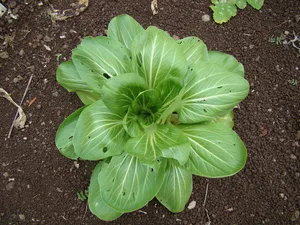 Einen von Schädlingen löchrig gefressenen Salat will weder ein Bauer noch ein Hobby-Gärtner. (Bild Pixabay)