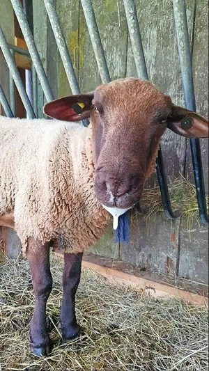 Blauzungenkrankheit bei einem Schaf: Zu den möglichen Symptomen gehört vermehrtes Speicheln.