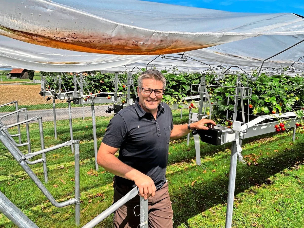 5e6aa414bd03b149126e15bfc2c84caf01964047f8074a5aaf017e2c4b2e69ea Patrick Stadler ist Betriebsleiter des Versuchsbetriebs in Güttingen. Er steht vor den Erdbeerstellagen, die mit Einzelreihenabdeckungen vor der Witterung geschützt sind.
