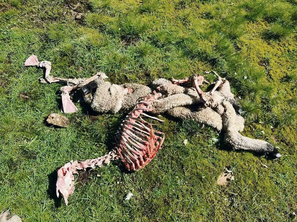 d673cc26da3d0b4935756dbe7a721bc6fe3aa113e063b295172c5255c4b4fe5c Kommen die Gänsegeier, bleibt vom Aas schon nach wenigen Stunden kaum etwas übrig.