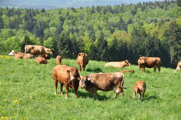 239052b5ef79654b653615ac39970949fad59945 Beliebt bei Konsumenten: Rindfleisch mit hohen Tierwohl-Standards. (Bild zVg)