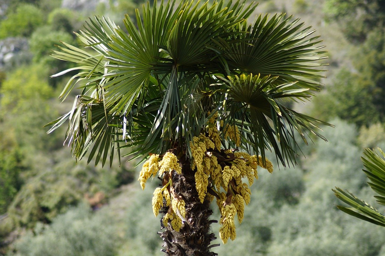 Laut Info Flora hat die Tessinerpalme das Potenzial, sich auch ausserhalb des Tessins auszubreiten. (Bild Pixabay)
