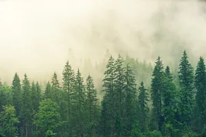 Europas Wälder wurden im Laufe der Geschichte stark zurückgedrängt. An ihre Stelle kam die Landwirtschaft und Städte.