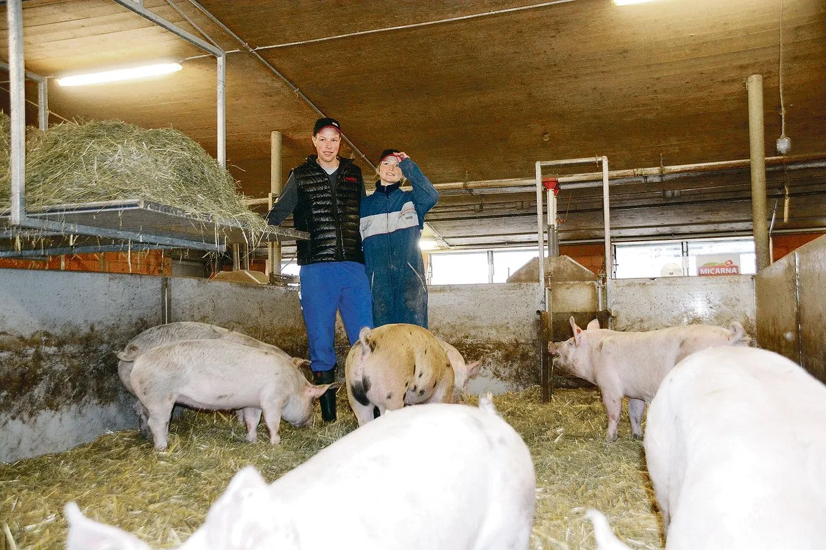 65a3096214dc86d2e2b6c35f9baf62559140e636 Brigitte und Walter Husy in ihrem Mastschweinestall. Sie setzen auf KB, ES x Premo oder ES x Duroc sorgt für feines Schweinefleisch. Links im Bild die «Seilbahn» für Heu und Stroh.(Bild Armin Emmenegger)