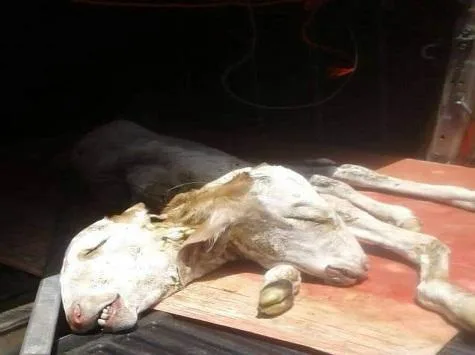 0c0568b3ee4b8281cb50cca24739f837336a69c6 Das Kalb starb nach der Geburt. (Bild Wochenblatt.cc)