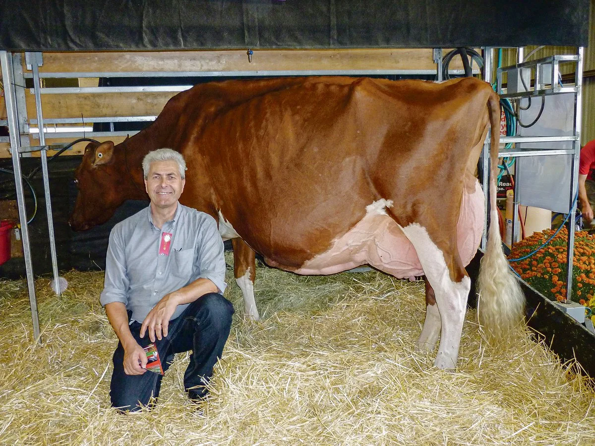 513caef4b0da318a1ef698e0f3e21c53a8a26ca6 Im Jahr 2013 besuchte Richard Schmid die World Dairy Expo in Madison (USA). Hier mit der Ikone KHW Regiment Apple. Es sei eine eindrückliche Kuh gewesen.(Bild zVg)